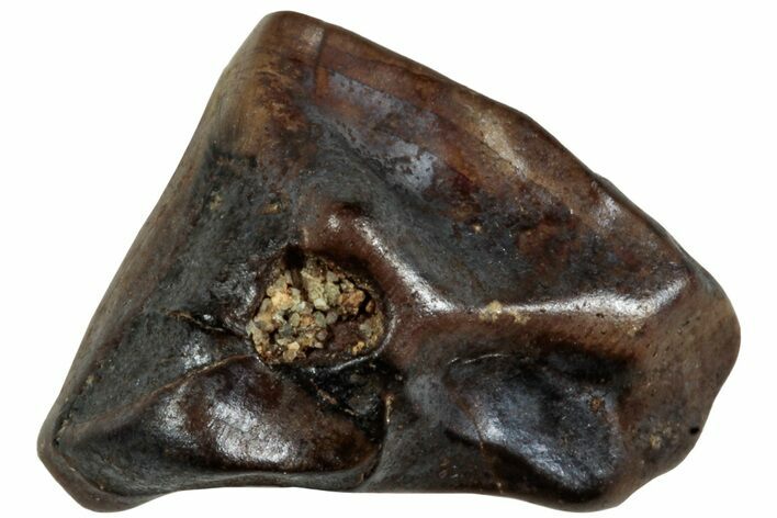 Fossil Dinosaur (Triceratops) Shed Tooth - Montana #234681